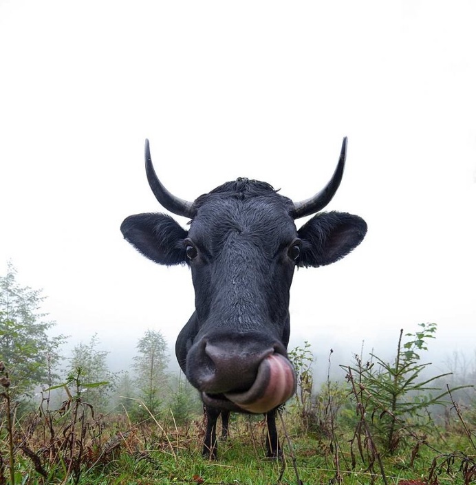 Stunning Animal Portraits by Sergey Polyushko