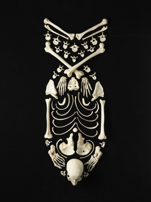 this isn't happiness.™ Peter Nidzgorski, tumblr #skull #bones #bomb #skeleton