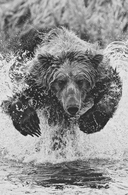 Amazing photograph of a bear #bear #photography #water #nature