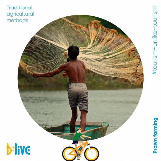 Prawn farming is a technique that helps raise and produce freshwater prawns or shrimps for human consumptions. What better place that Goa to take your fondness for seafood to the next level. Get to know all about Prawn farming and other traditional farming methods on your next b:live ride. Call or WhatsApp at