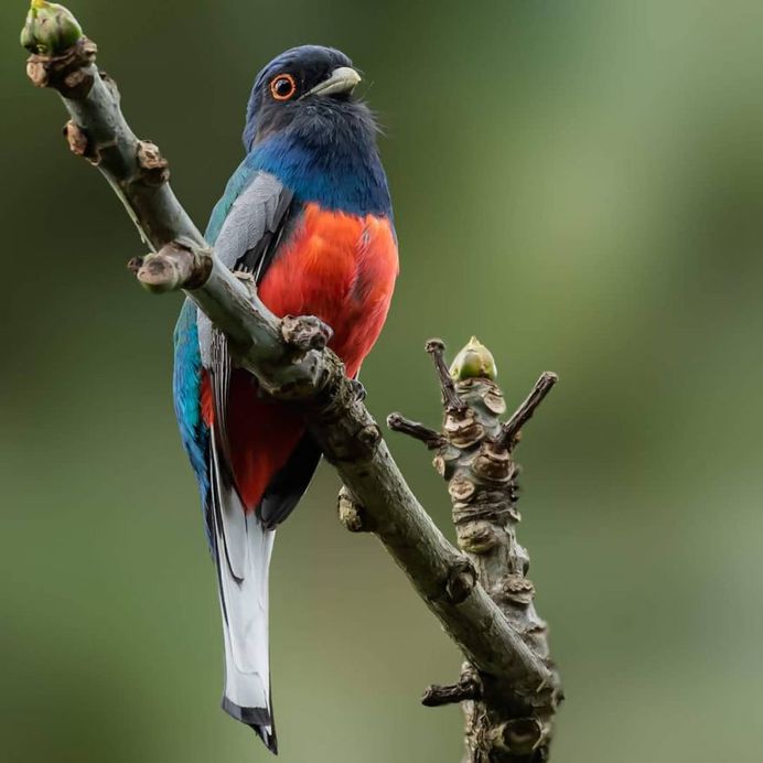 #instabird: Brilliant Bird Photography by Kacau Oliveira