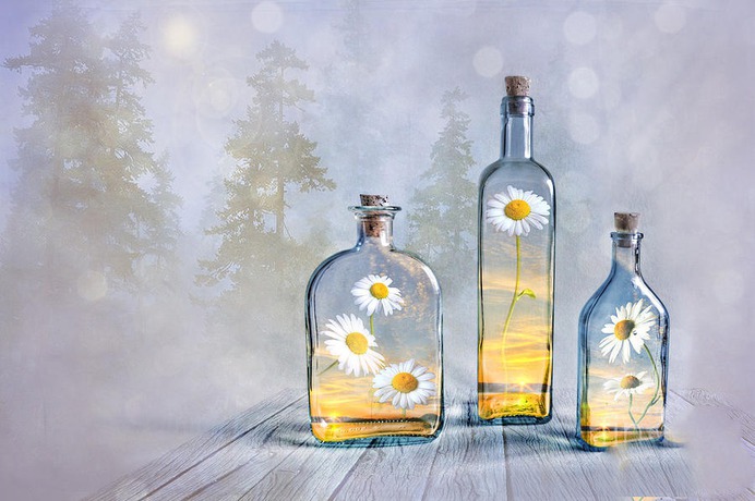 daisy painting & daisy paint by number #painting