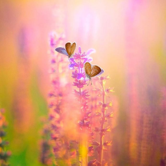 Lovely macro flower shot by Tri Setyo