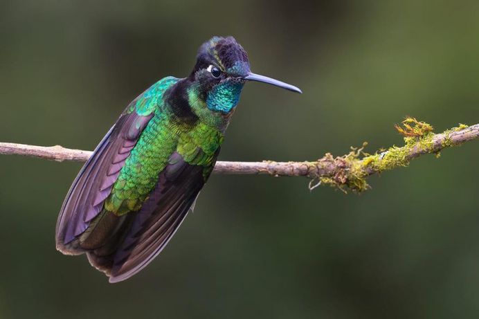 Talamanca Hummingbird