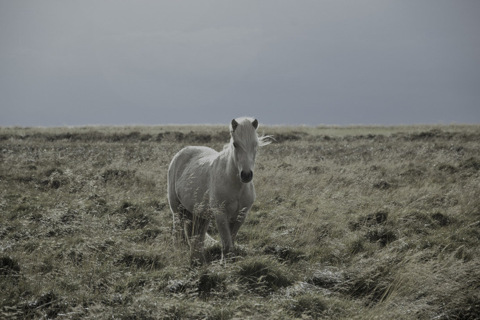 K A M I L A N O R A N E T I K #wild #horse #unicorn #landscape #photography