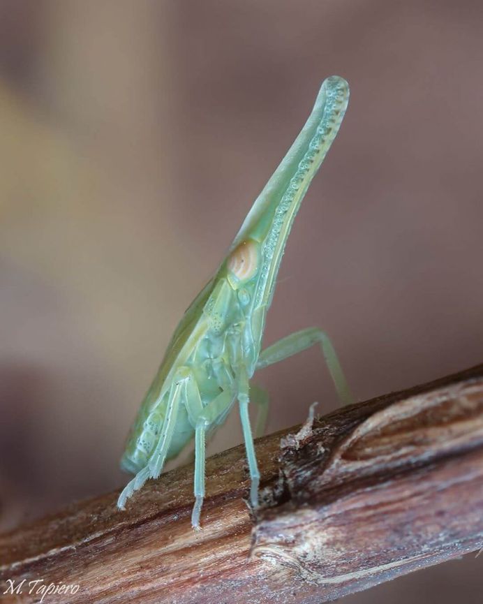 Insanely Detailed Macro Images of Insects by Mev Tapiero