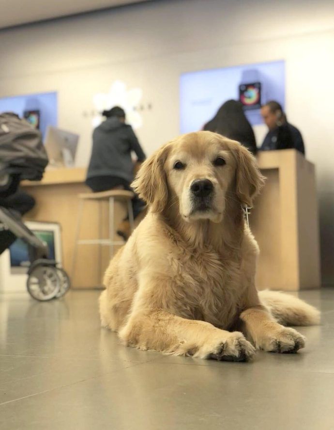Most Dog Friendly Stores in America - The Apple Store