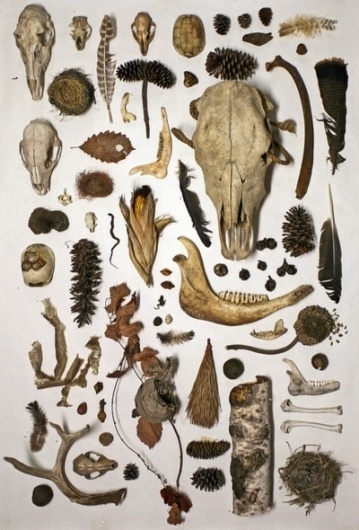 A Curiosity Of Mine #bones #arrangement