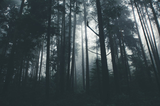 fog, trees