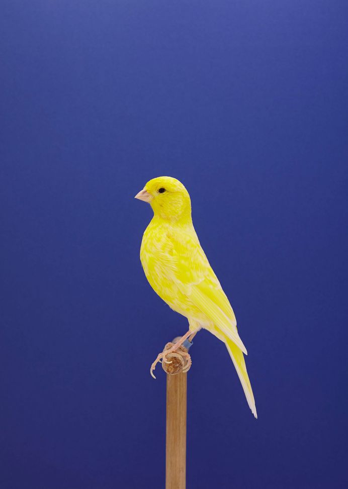 Magnificent Portraits of Show Birds by Luke Stephenson. Via Fubiz #photography #portraits #bird