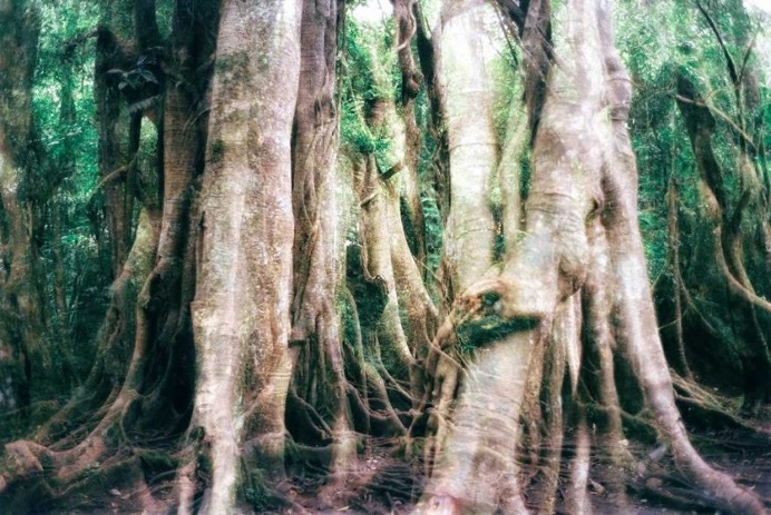 35mm Multiple Exposure Photography by Polina Washington