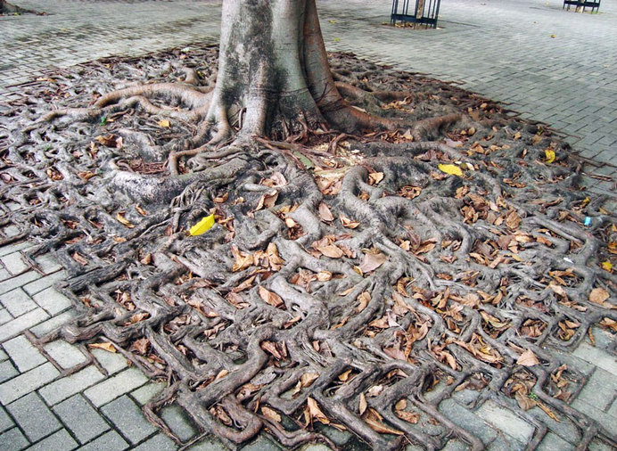 tree-roots-concrete-pavement-3 #root #photography #tree