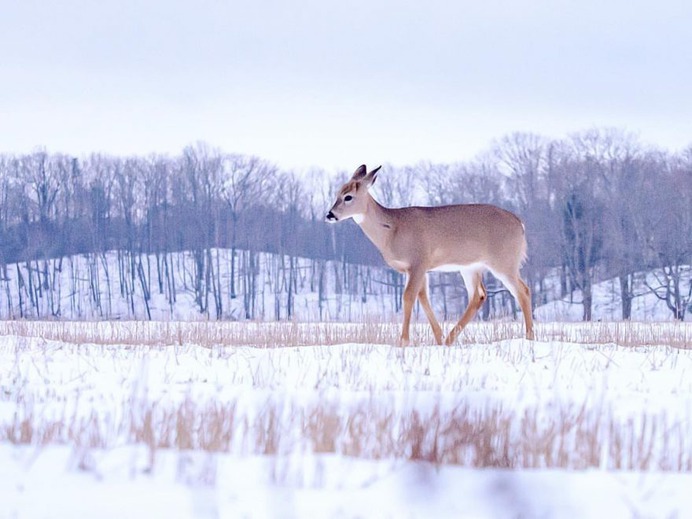 Breathtaking Portraits of Wild Animals by Kevin Biskaborn