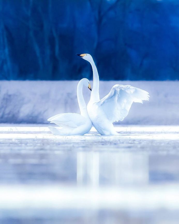 Wildlife Finland: Cute Animal Portraits by Ossi Saarinen