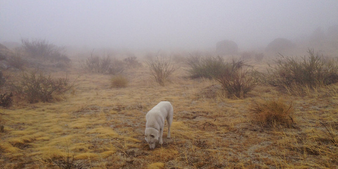 Adventures of Wolfgang and Wolf (by John Stortz). #wild #photography #nature #wolf #animal #dog