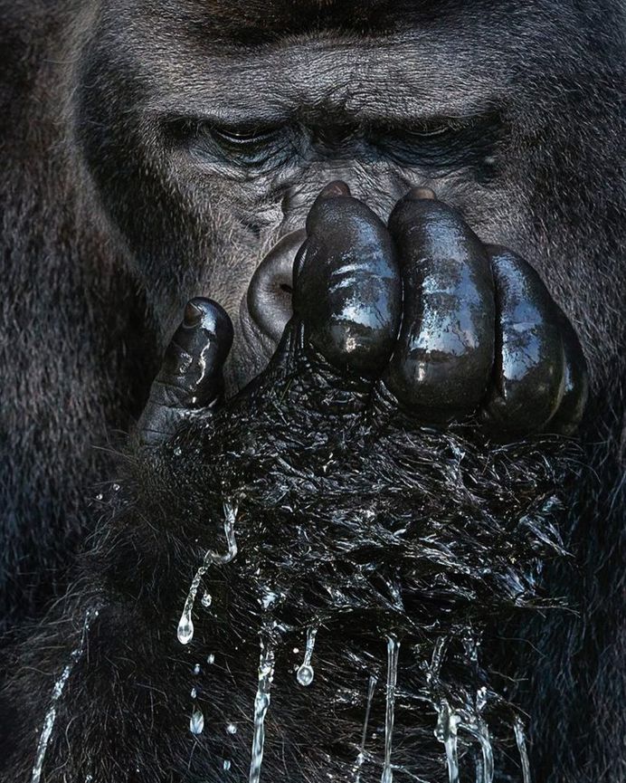 Magnificent Wild Animals Portrait Photography by Tim Flach
