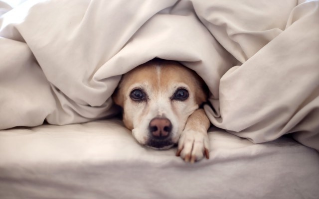 Blog 1855 | By Renata Fraga #friendship #companion #waiting #canine #sleep #photography #bed #cute #animal #pet #rest #dog