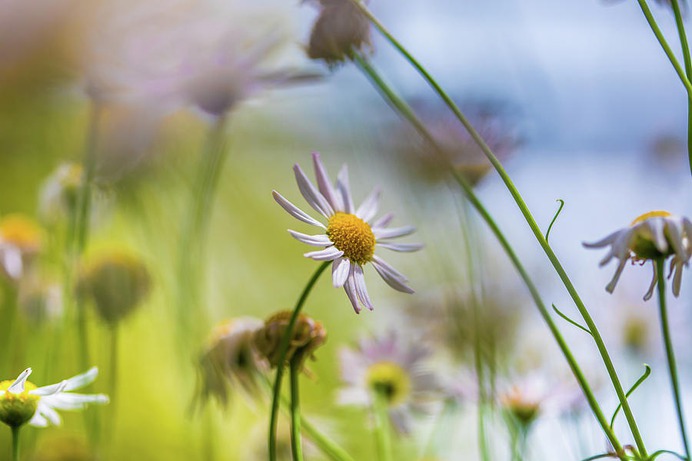 daisy painting & daisy paint by number #painting