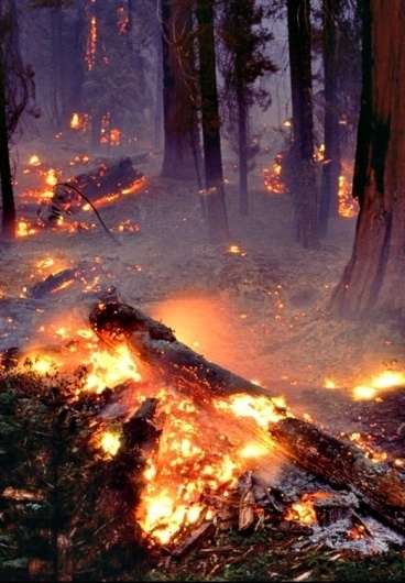 tumblr_lzawhs53II1qbha9co1_1280.jpg (522×751) #photography #fire