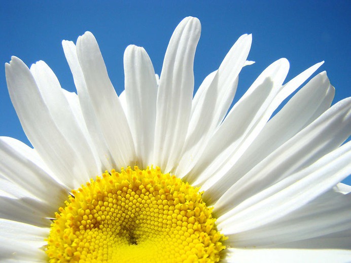 daisy painting & daisy paint by number #painting