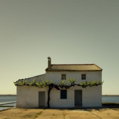 manipulated #vine #house #space #landscape #grape