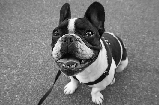 pequeno eddie. #bulldog #photography #dog