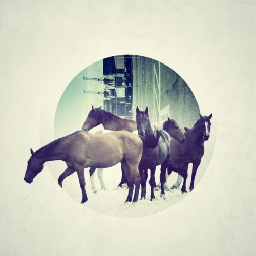 RichieSwims #horses #photo #illustration #circle