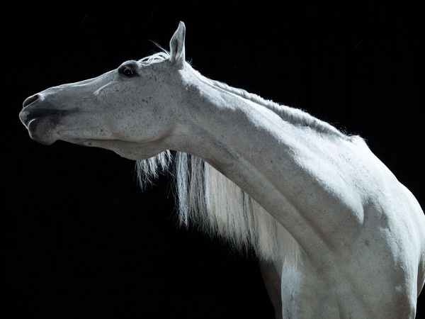 John Ross — Homepage #horse