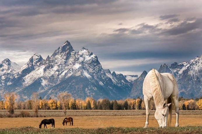 Wonderful Portraits of Wild Animals by Nathaniel Smalley #WildPhoto #AnimalPhotography