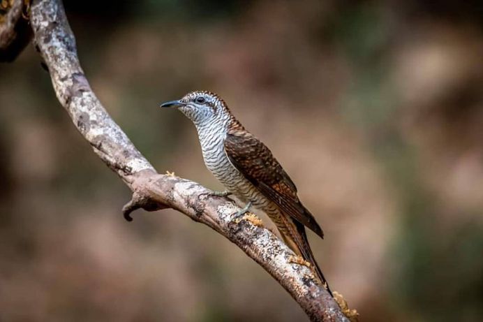#indianbirds: Colorful Birds Photography by Balaji Krishnan