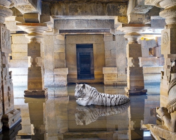 Animals Photography by Karen Knorr #inspiration #photography #animals