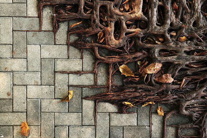 tree-roots-concrete-pavement-16 #root #photography #tree
