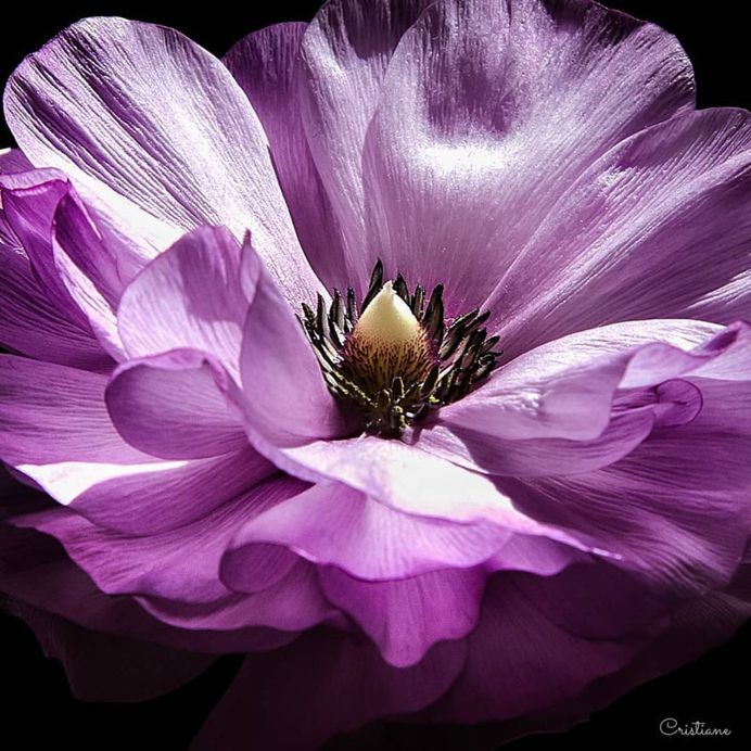 Fine Art Flower Photography by Cristiane Teston