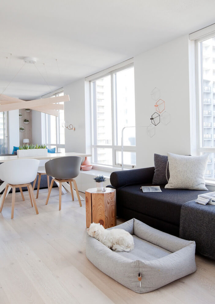 Pet bed, living room