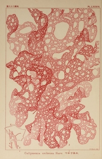 Freaky Fauna's Tumblr - From Icones of Japanese algae, Tokyo, Kazamashobo... #flora #illustration #pattern