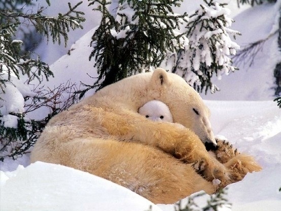 Polar bear mum with baby #polar #with #mum #bear #baby