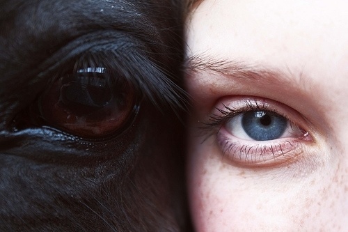 tumblr_lllmvi2Dko1qhiio2o1_500.jpg (500×333) #eyes #cow #skin #fur #hores #face #buffalo #animal