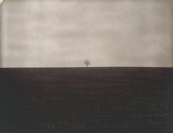 Alone, photography by Dan Isaac Wallin. Polaroid. In Nature, Vegetal, Tree, forest. Alone, photography by Dan Isaac Wallin. Image #411325
