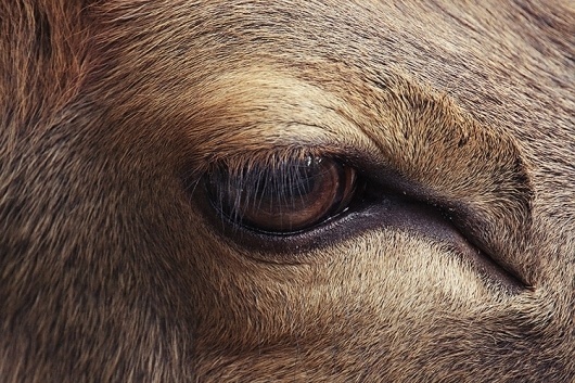 urban taster | stuff we like #eye