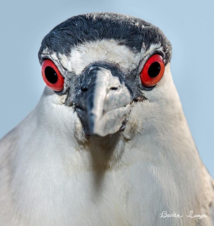 #your_best_birds: Beautiful Birds Photography by Brian Genge