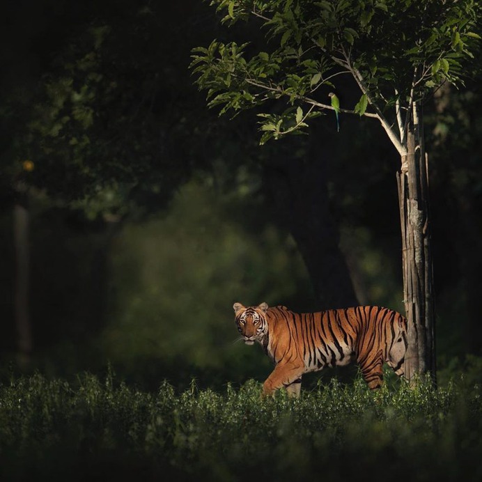 Dramatic Portraits of Wildlife Big Cats by Shaaz Jung