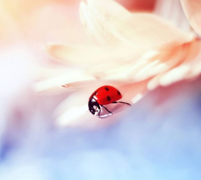 Magical Macro Photos Ladybugs and Flowers by Elena Andreeva