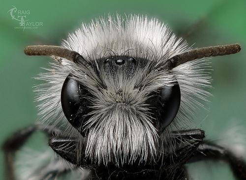 Macro Photography by Craig Taylor | Professional Photography Blog #inspiration #photography #macro