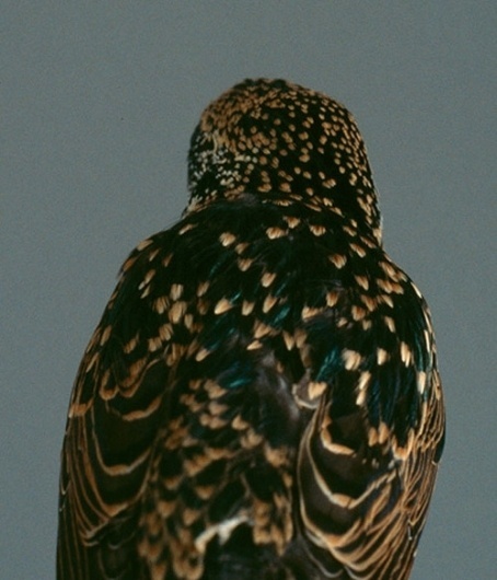 tumblr_l9v3zrHAja1qapvgp.jpg (Immagine JPEG, 500x583 pixel) #photography #bird