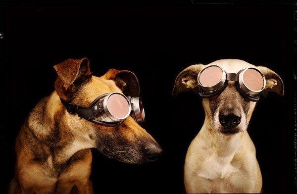 Cute and Funny Dog Poses by Elke Vogelsang #dogs #Animals #photography #cute