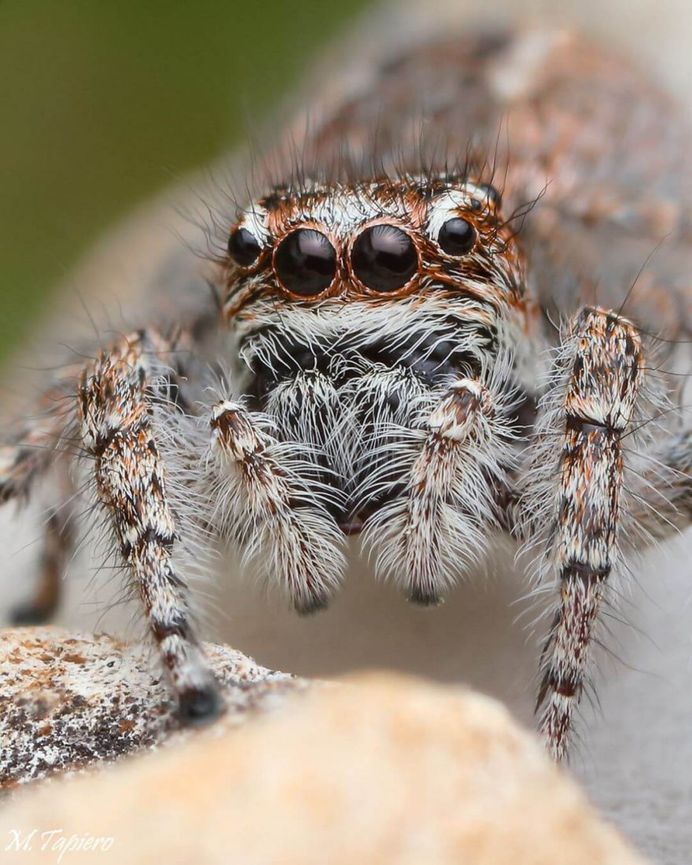 Insanely Detailed Macro Images of Insects by Mev Tapiero
