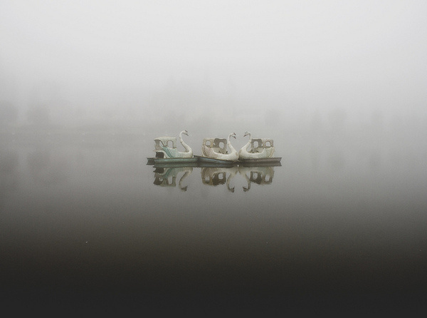 swans on the sea #photography #swan #water #sea