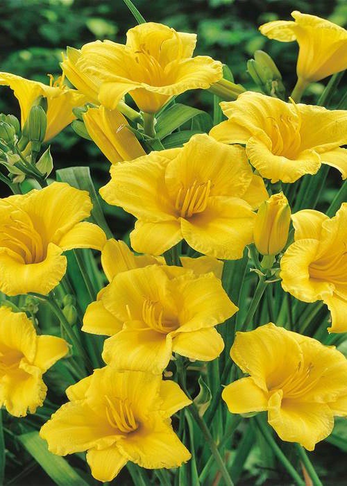 Liliowiec 'Stella d'Oro'