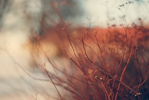 things i haven't done yet; sunsets i haven't seen #field #red #depth #photo #of #photography #nature #branches