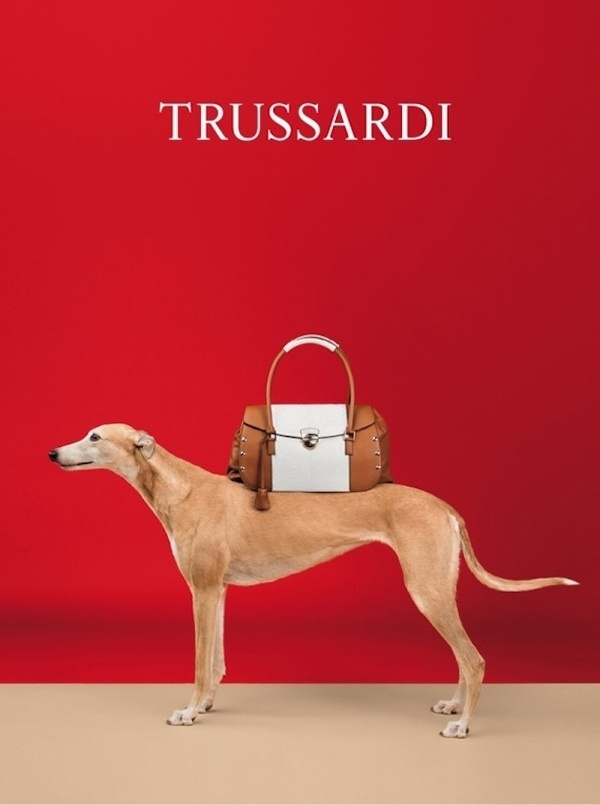Models Show for Trussardi by William Wegman #model #clothes #photography #fashion #dog
